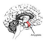 amygdala